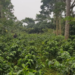 Une plantation de café dans le Chiapas