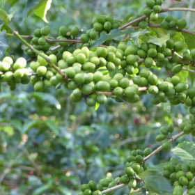 cerise de café en maturation