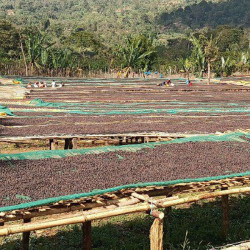 Café en grain d'Ethiopie Grade 1 - Sidama Chelba - Bonkawa