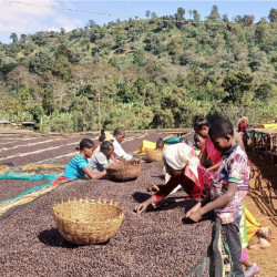 Café en grain d'Ethiopie Grade 1 - Sidama Chelba - Bonkawa